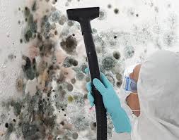 Best Black Mold Removal in Tallmadge, OH